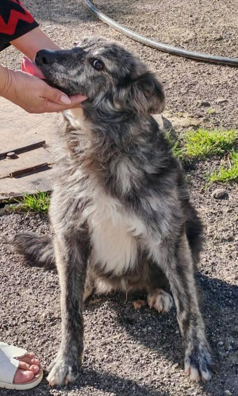 GREY Foto 8